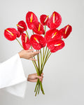Red Anthurium - Laflora.ae