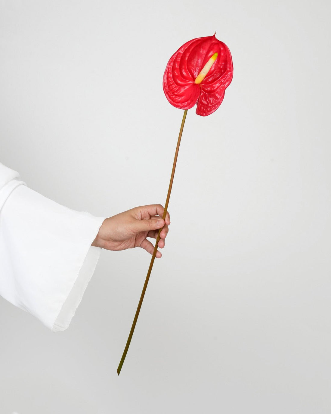 Red Anthurium - Laflora.ae