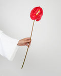 Red Anthurium - Laflora.ae