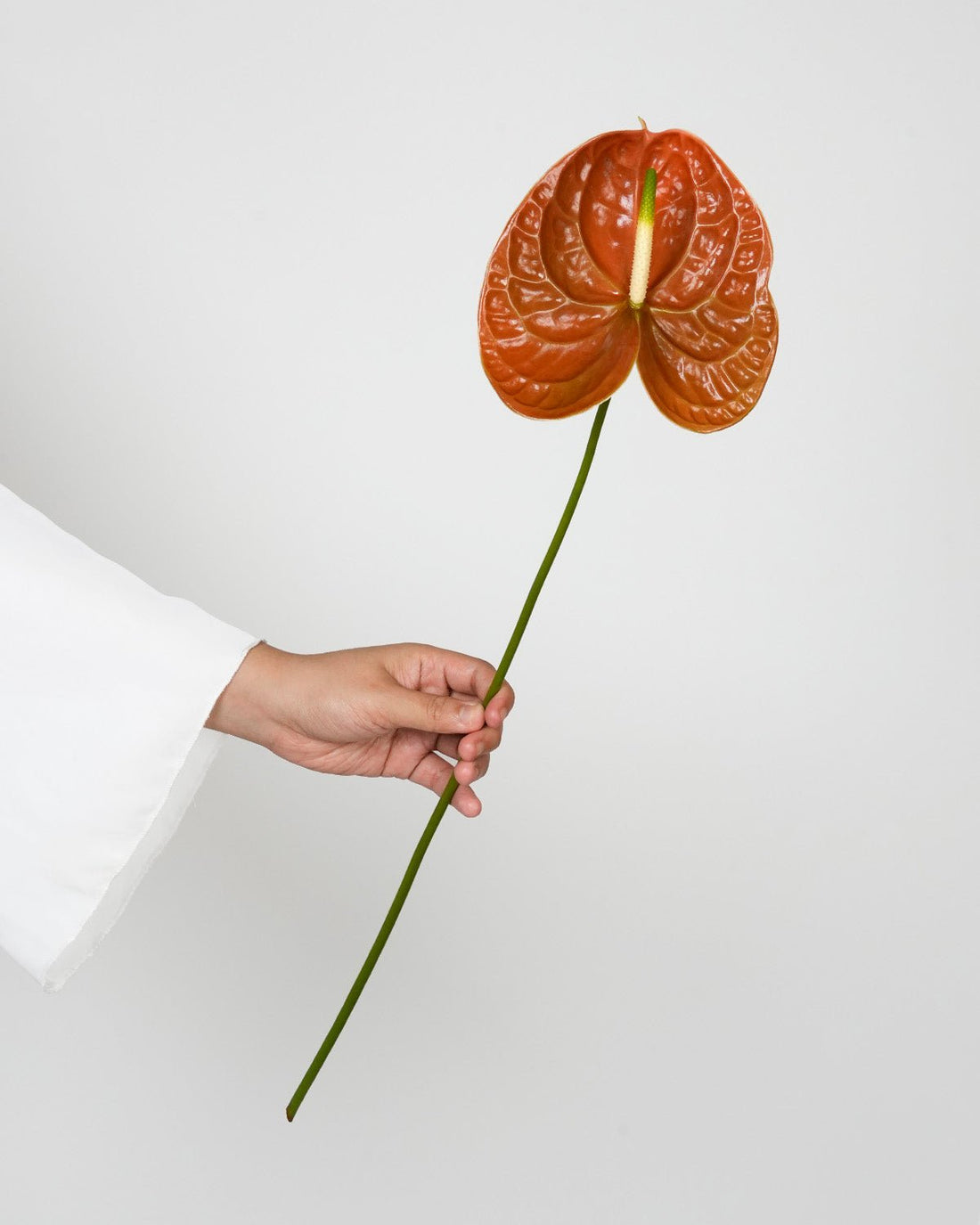 Anthurium - Orange (5 Stems) - Laflora.ae