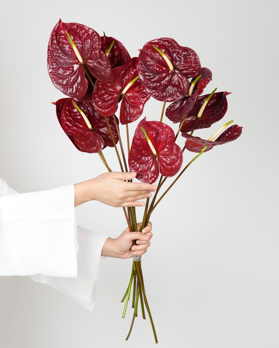 Anthurium - Nero (5 Stems) - Laflora.ae