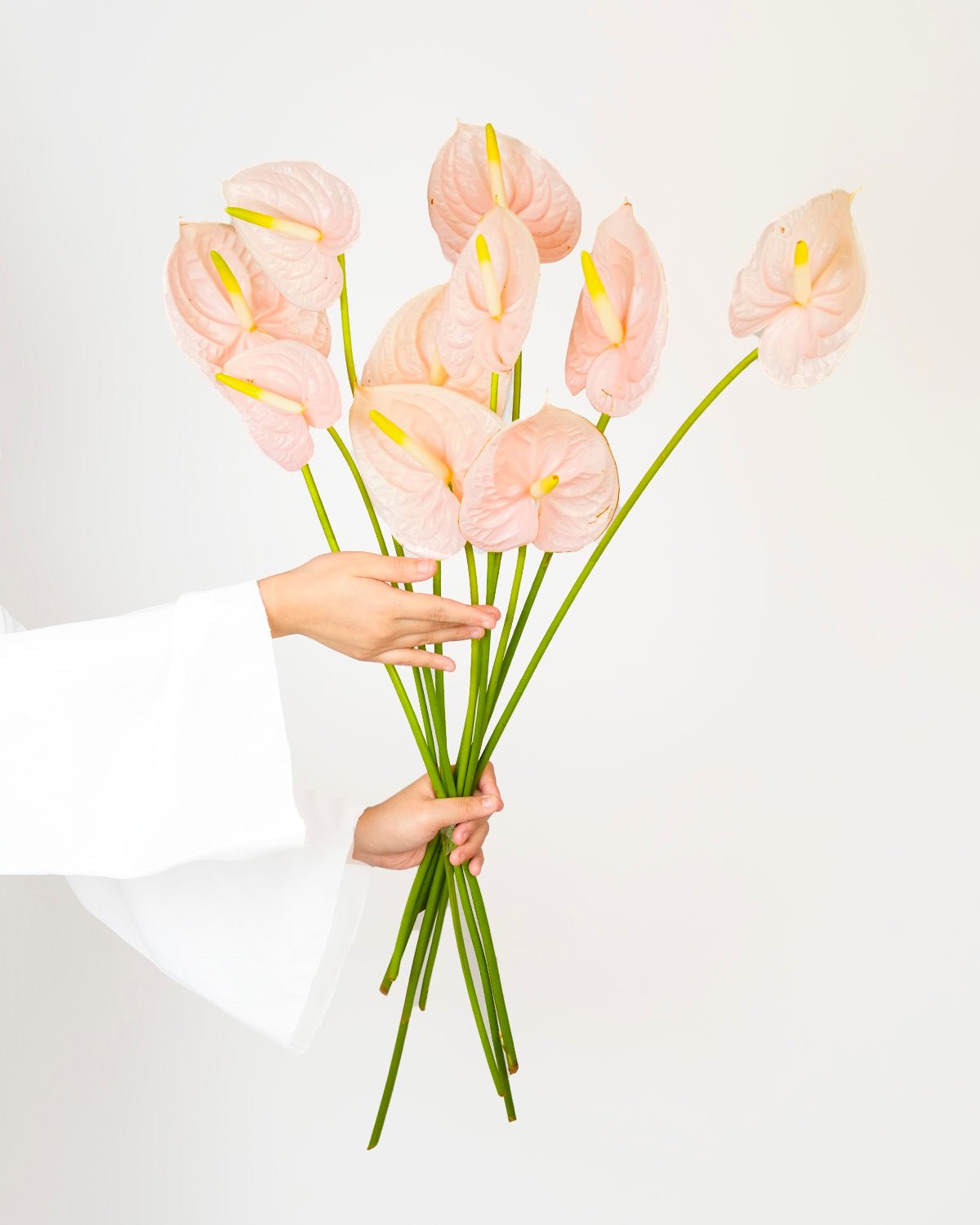 Light Pink Anthurium