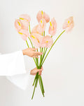 Light Pink Anthurium - Bubblegum - Laflora.ae
