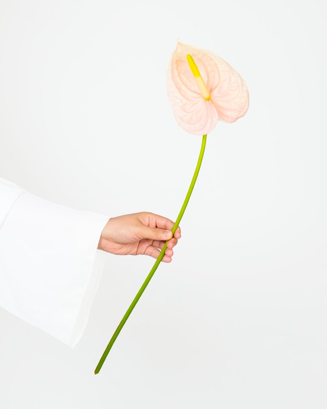 Light Pink Anthurium - Bubblegum - Laflora.ae