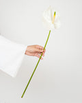 Anthurium White - 5 Stems - Laflora.ae