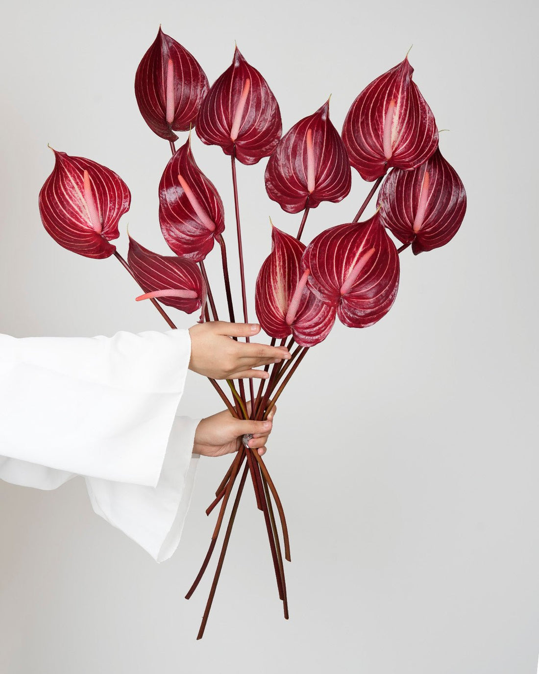 Anthurium Safari Red - 5 Stems - Laflora.ae