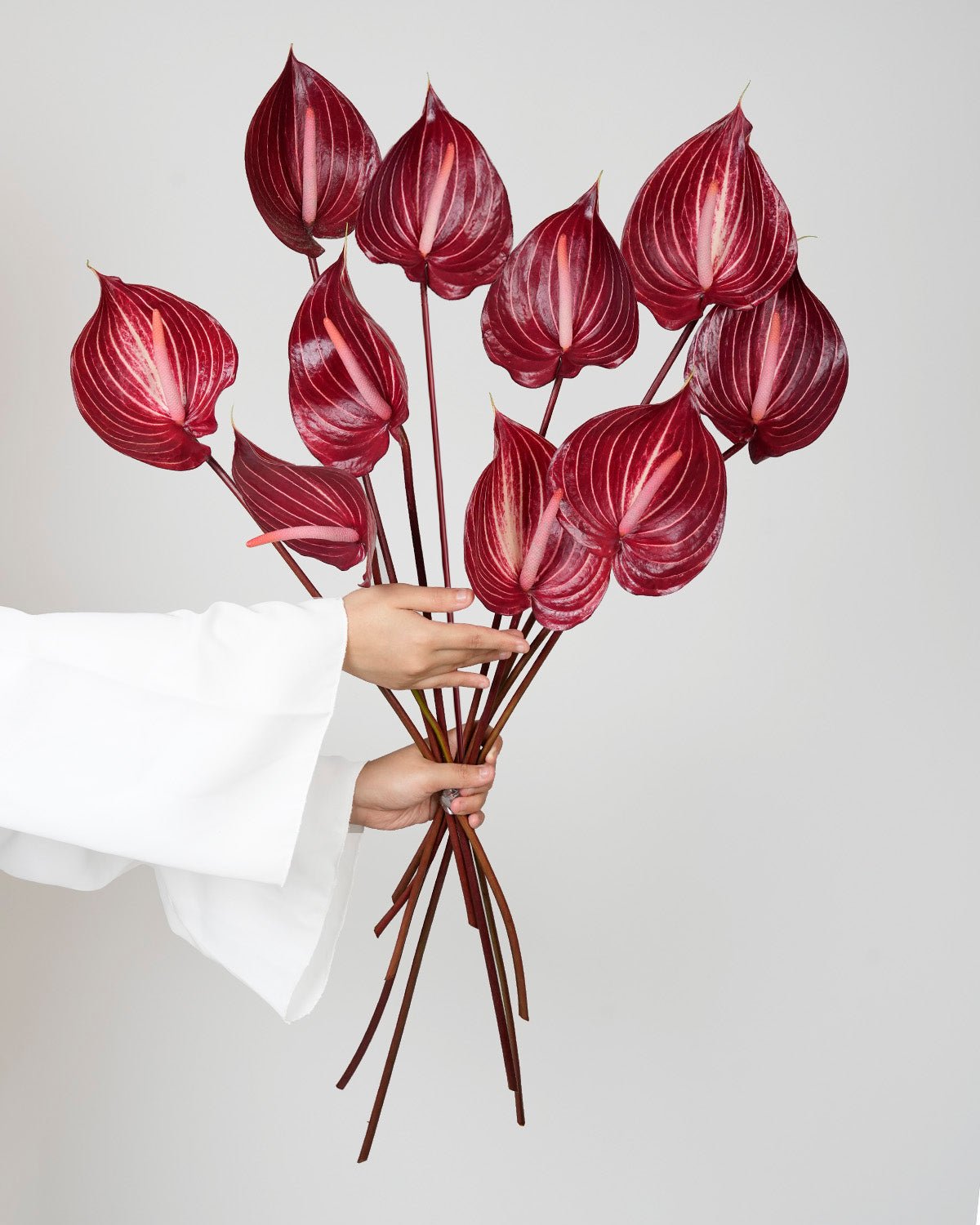 Anthurium Safari Red - 5 Stems - Laflora.ae