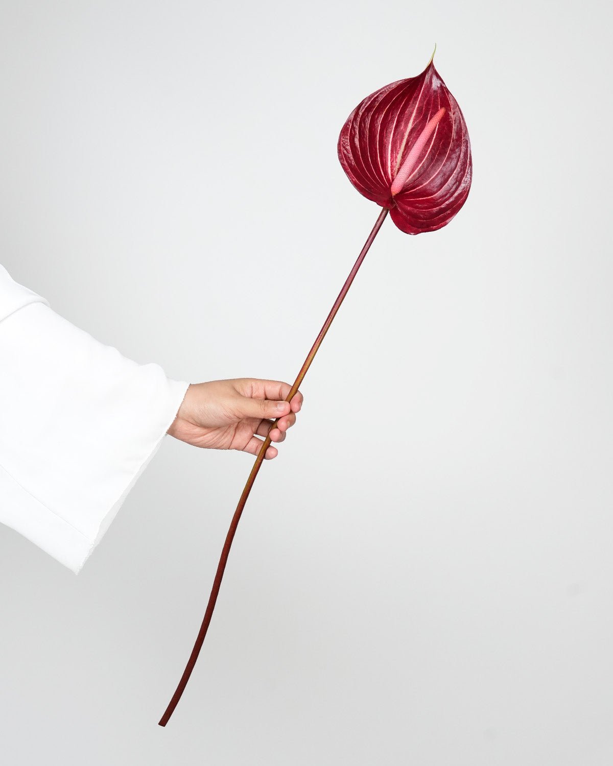 Anthurium Safari Red - 5 Stems - Laflora.ae