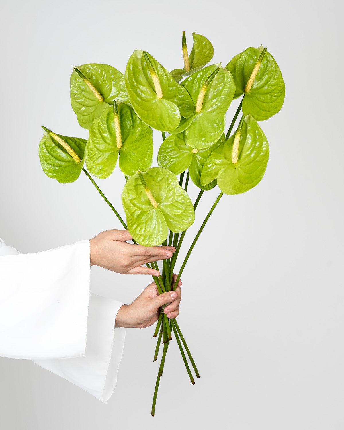 Green Anthurium - Laflora.ae
