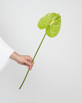 Green Anthurium - Laflora.ae