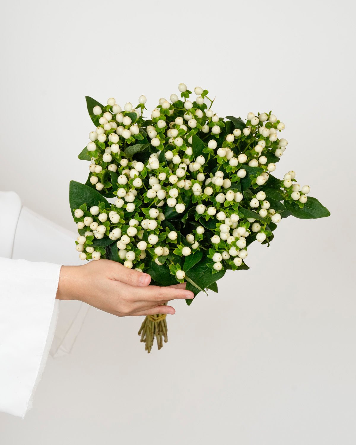 Hypericum White - 10 Stems - Laflora.ae