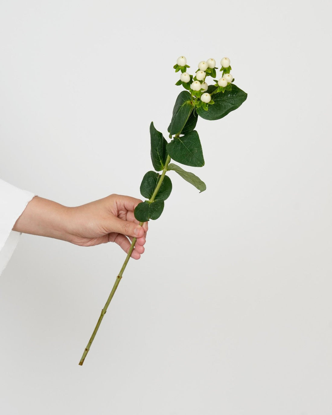 Hypericum White - 10 Stems - Laflora.ae