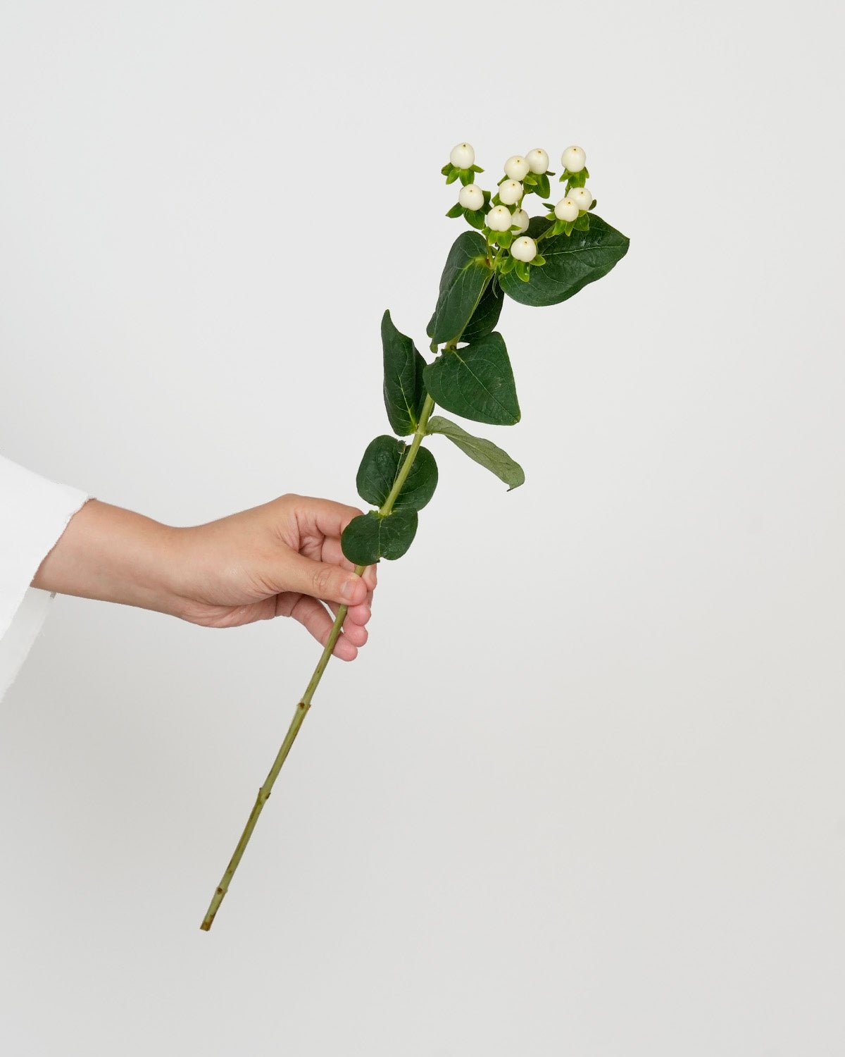 Hypericum White - 10 Stems - Laflora.ae