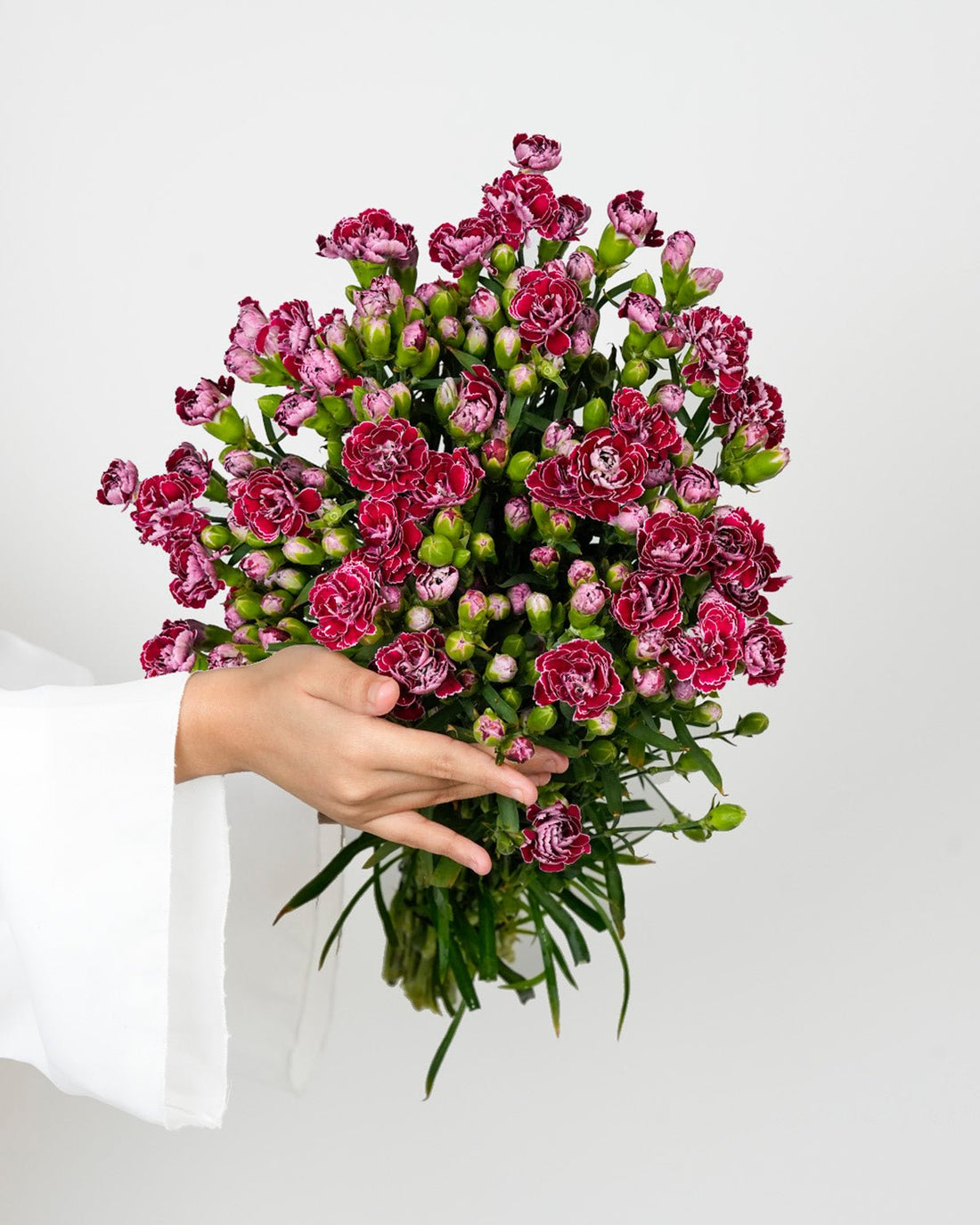 Spray Carnation Double Color Purple - 20 Stems - Laflora.ae