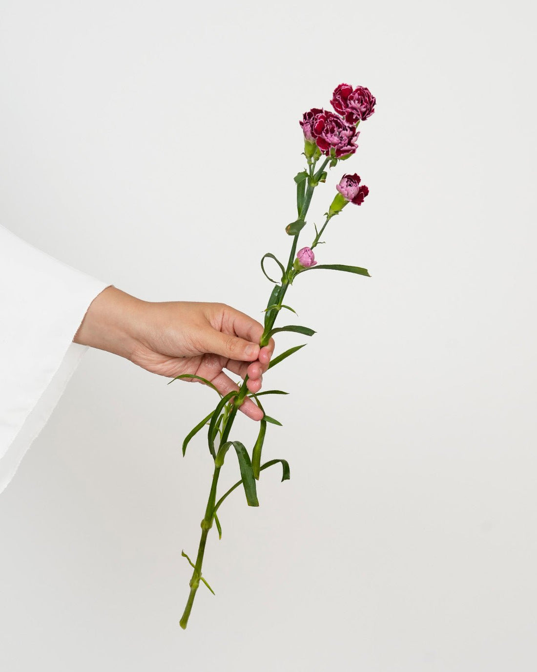 Spray Carnation Double Color Purple - 20 Stems - Laflora.ae