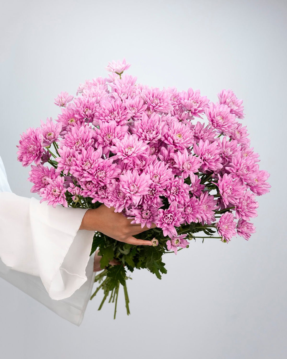 Chrysanthemum Spray Pink - 10 Stems - Laflora.ae