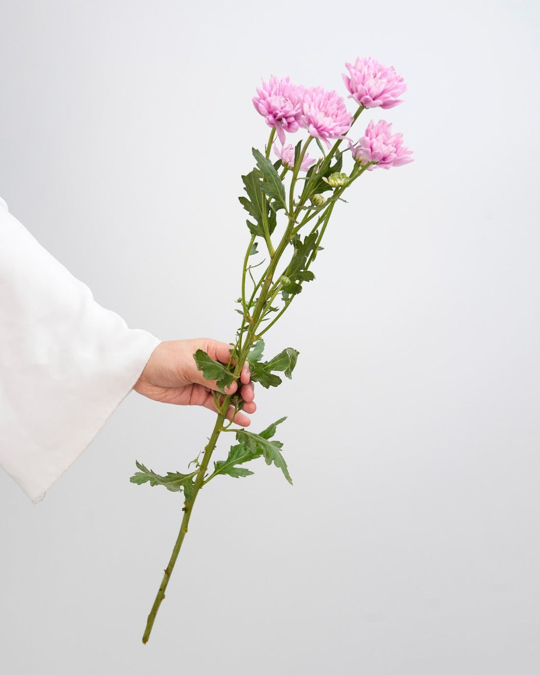 Chrysanthemum Spray Pink - 10 Stems - Laflora.ae