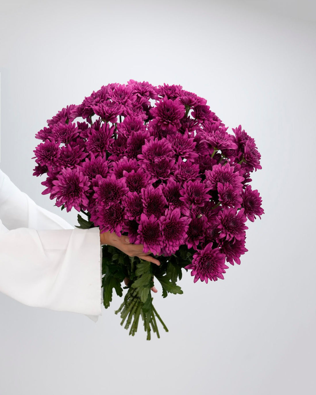 Chrysanthemum Spray Dark Purple - 10 Stems - Laflora.ae