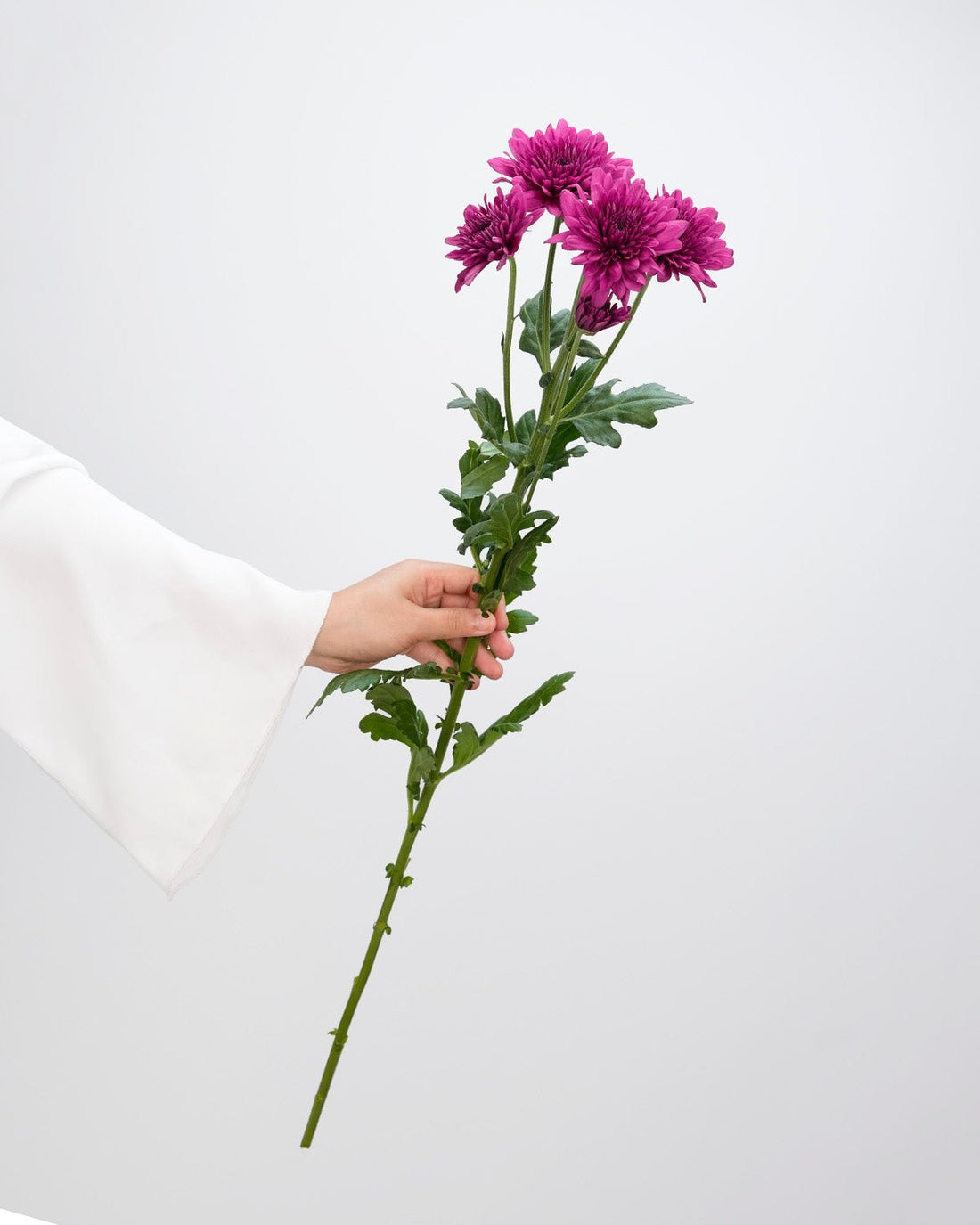 Chrysanthemum Spray Dark Purple - 10 Stems - Laflora.ae