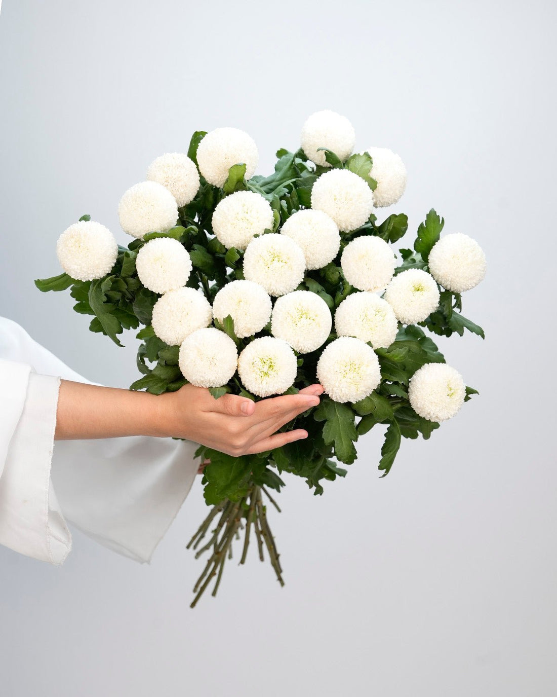 Chrysanthemum Ping Pong White - 10 Stems - Laflora.ae