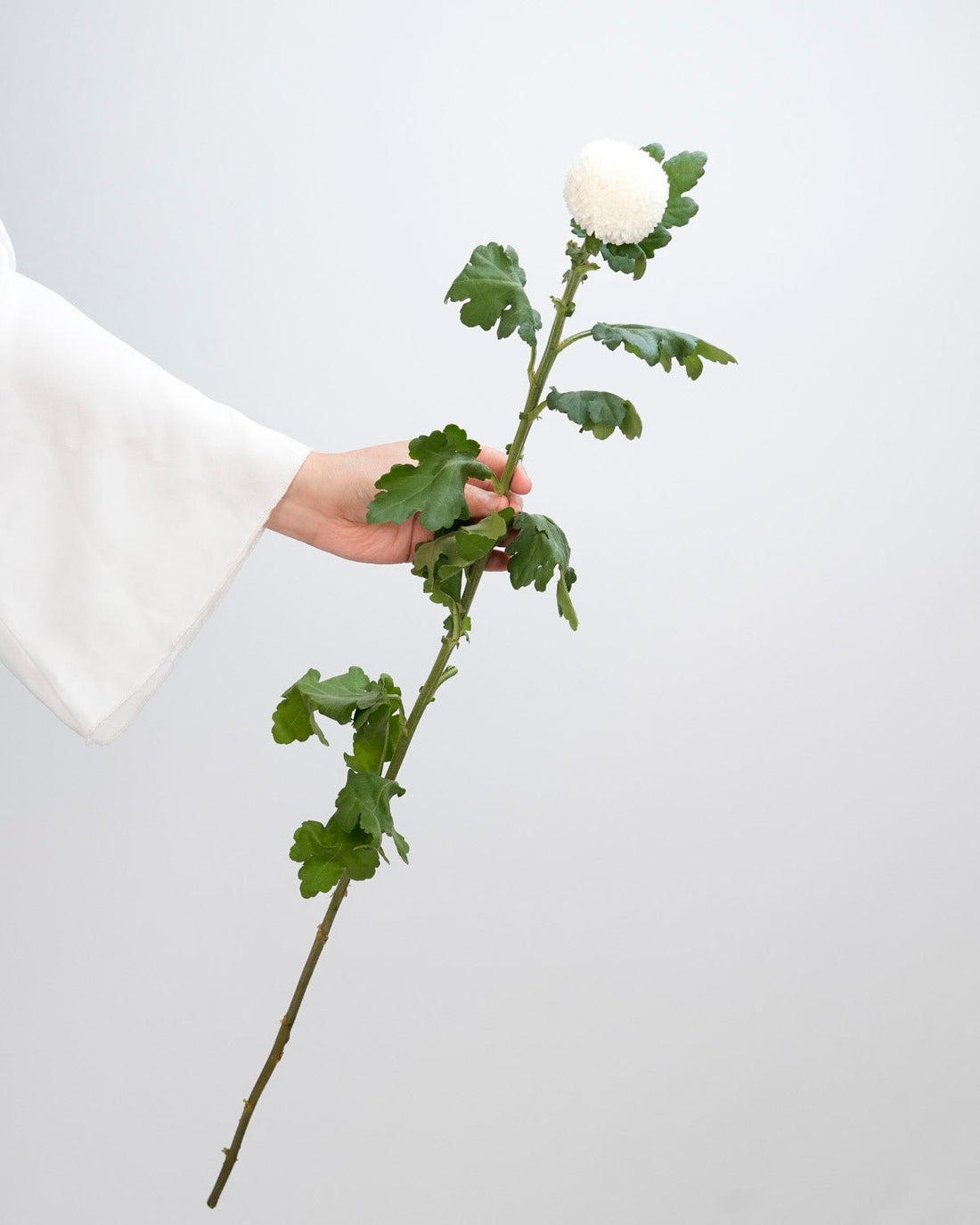 Chrysanthemum Ping Pong White - 10 Stems - Laflora.ae