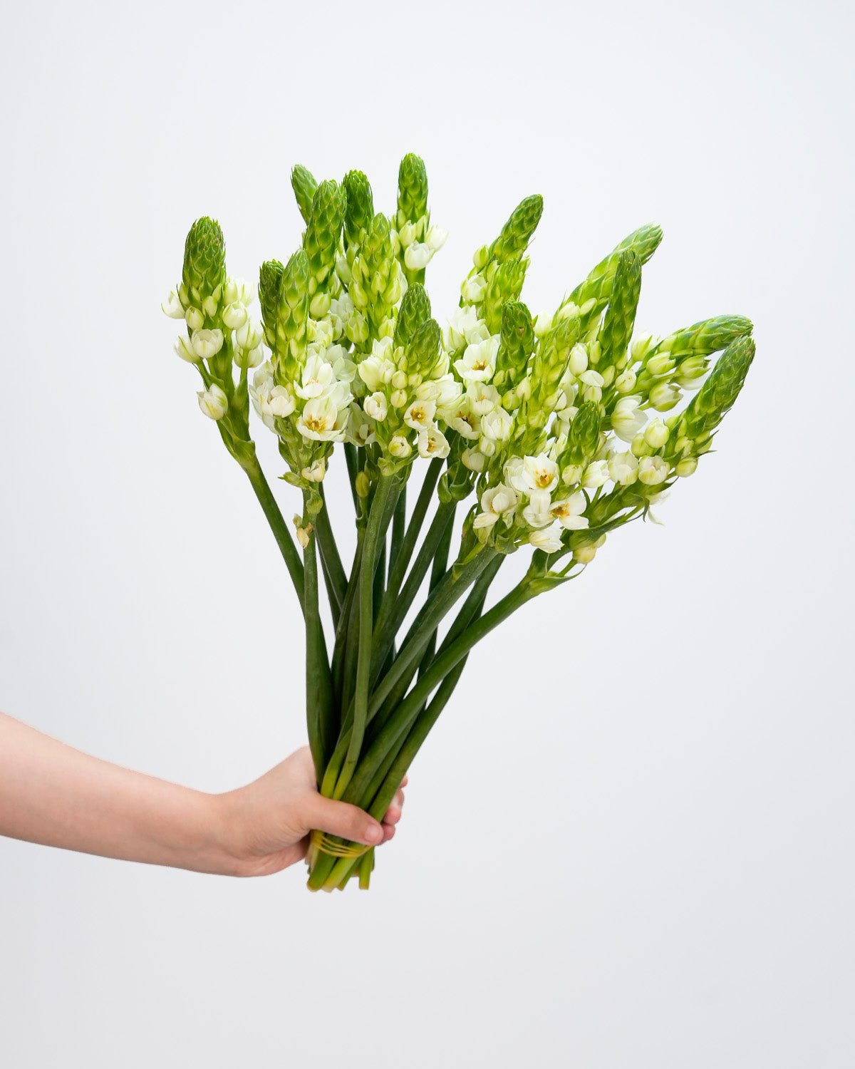 Ornithogalum - 10 Stems - Laflora.ae
