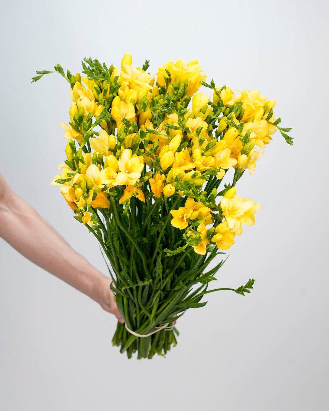 Freesia Yellow - 10 Stems - Laflora.ae