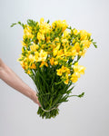 Freesia Yellow - 10 Stems - Laflora.ae