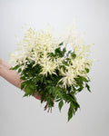 Astilbe White - 10 Stems - Laflora.ae