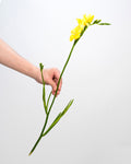 Freesia Yellow - 10 Stems - Laflora.ae