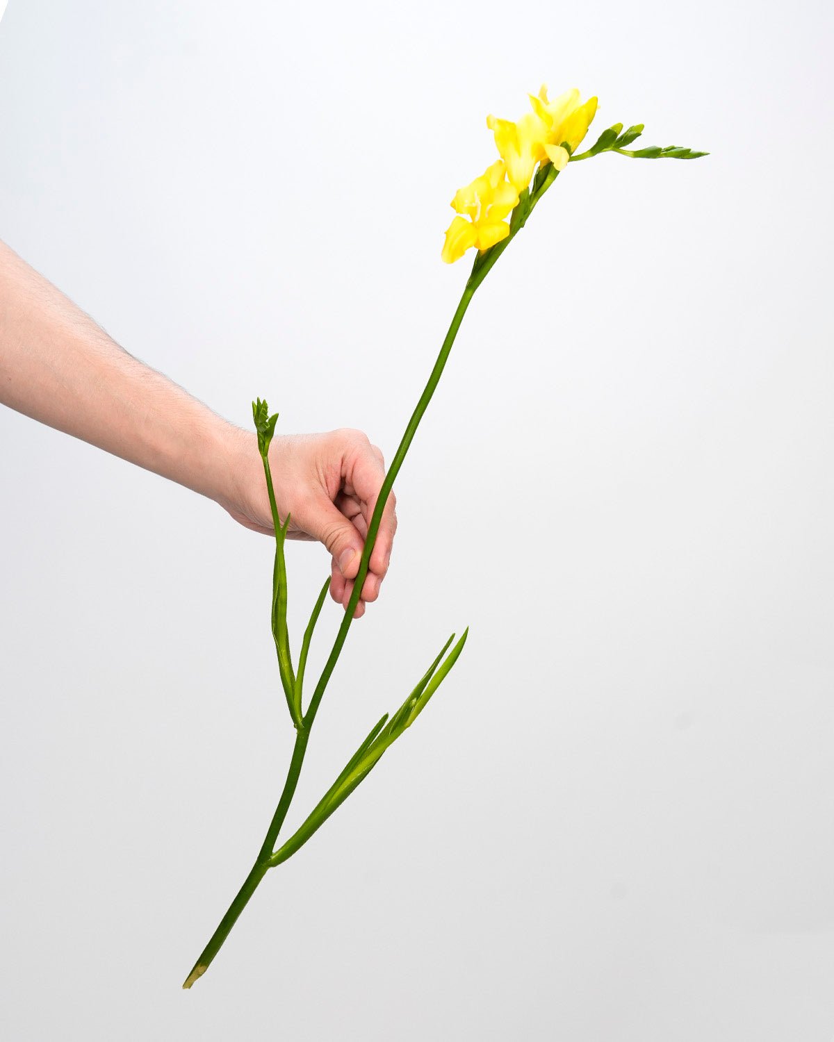 Freesia Yellow - 10 Stems - Laflora.ae