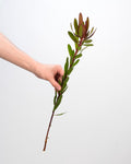 Leucadendron - Safari Sunset (5 Stems) - Laflora.ae