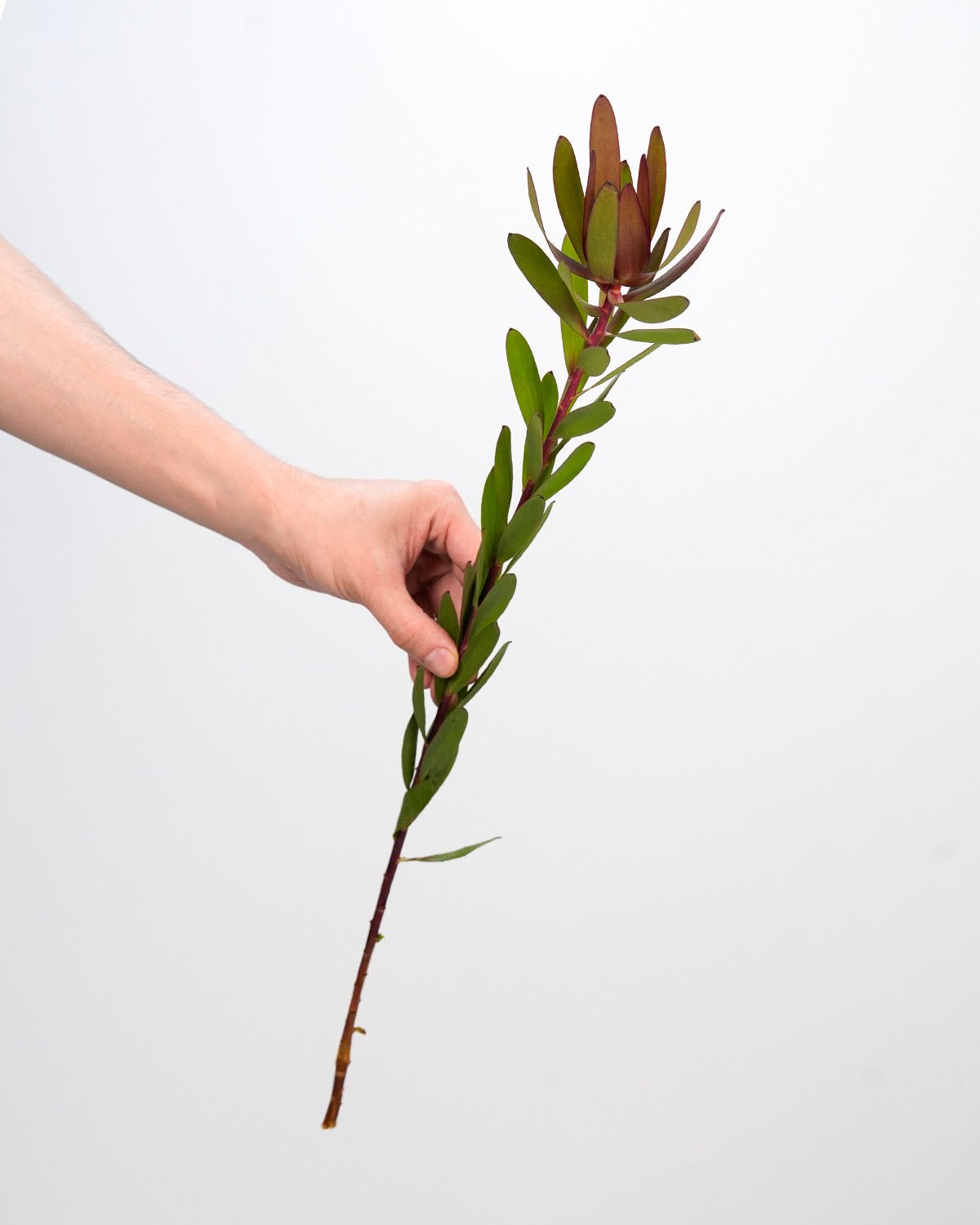 Leucadendron - Safari Sunset (5 Stems) - Laflora.ae