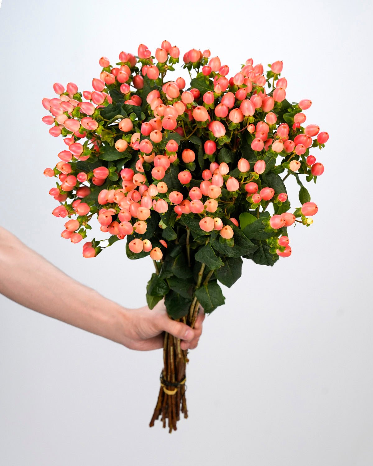 Hypericum Pink - 10 Stems - Laflora.ae