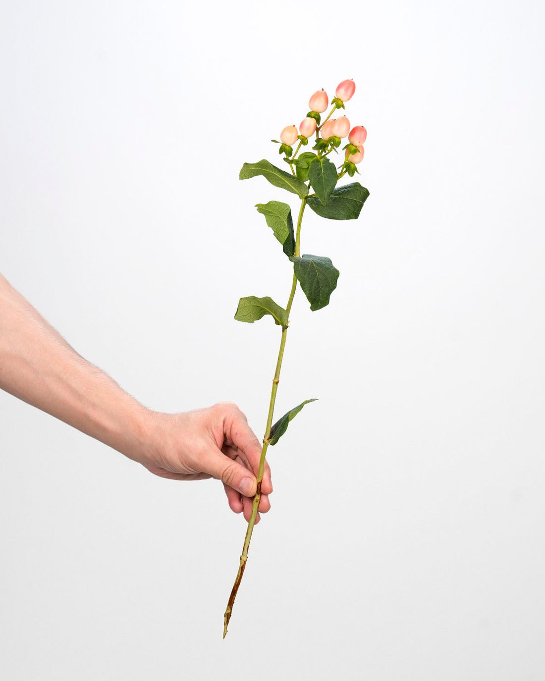 Hypericum Pink - 10 Stems - Laflora.ae