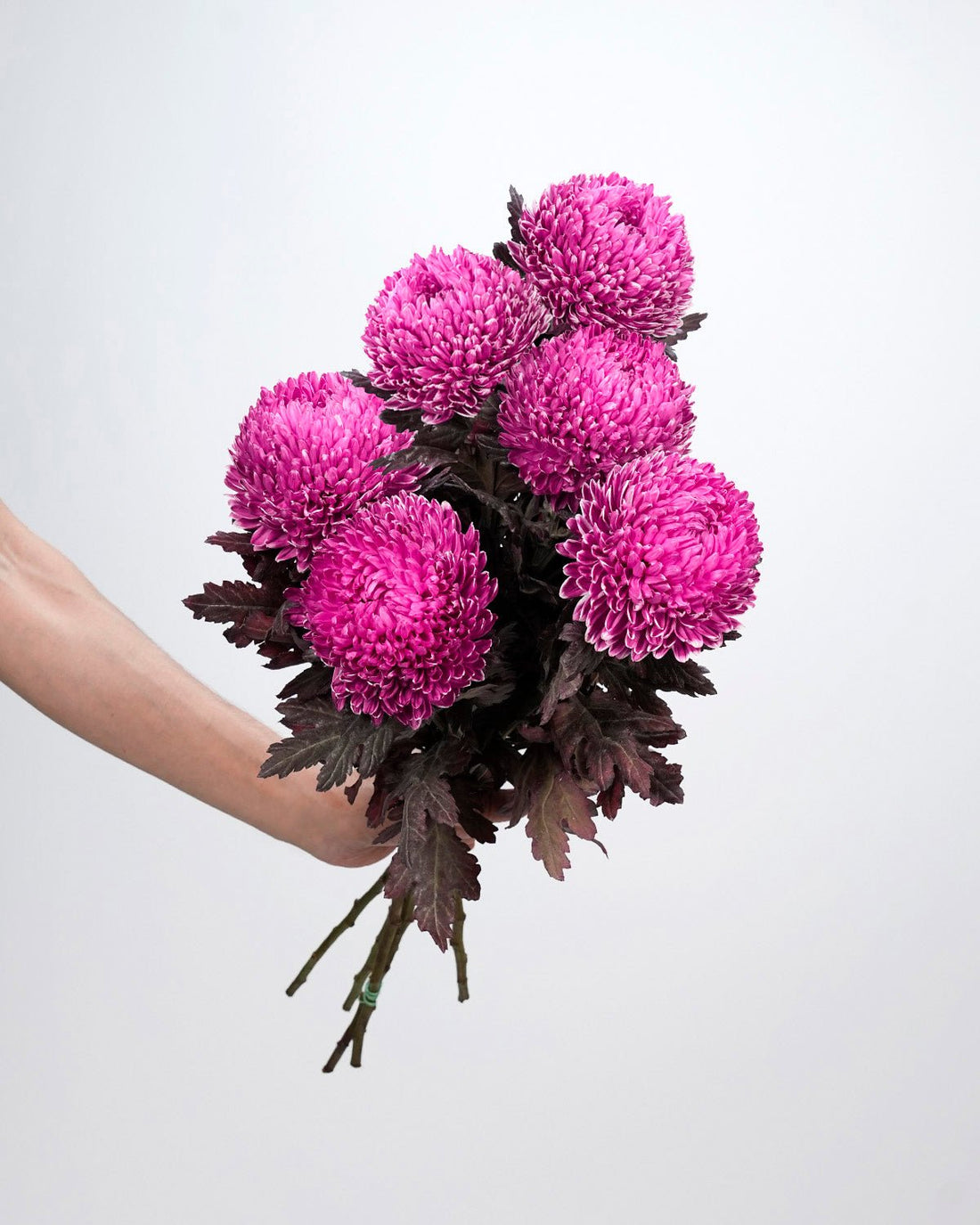 Chrysanthemum Peony Dark Pink - 5 Stems - Laflora.ae