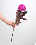 Chrysanthemum Peony Dark Pink - 5 Stems - Laflora.ae