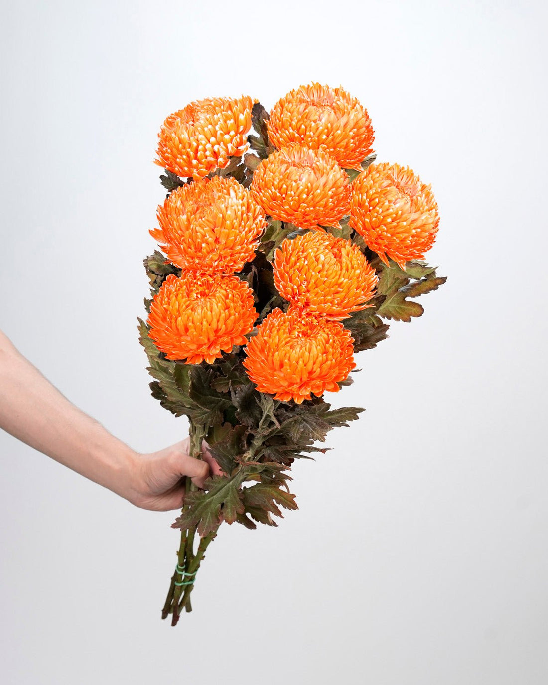 Chrysanthemum Peony Orange - 5 Stems - Laflora.ae