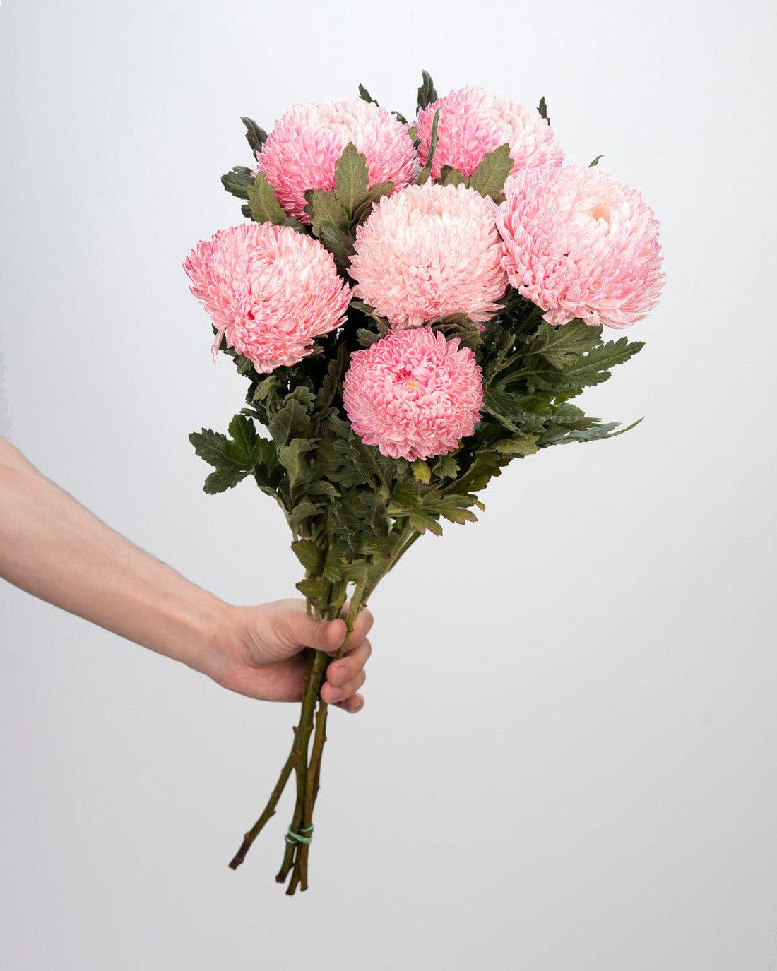 Chrysanthemum Peony Light Pink - 5 Stems - Laflora.ae