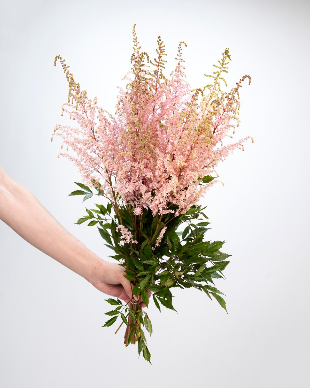Astilbe Pink - 10 Stems - Laflora.ae