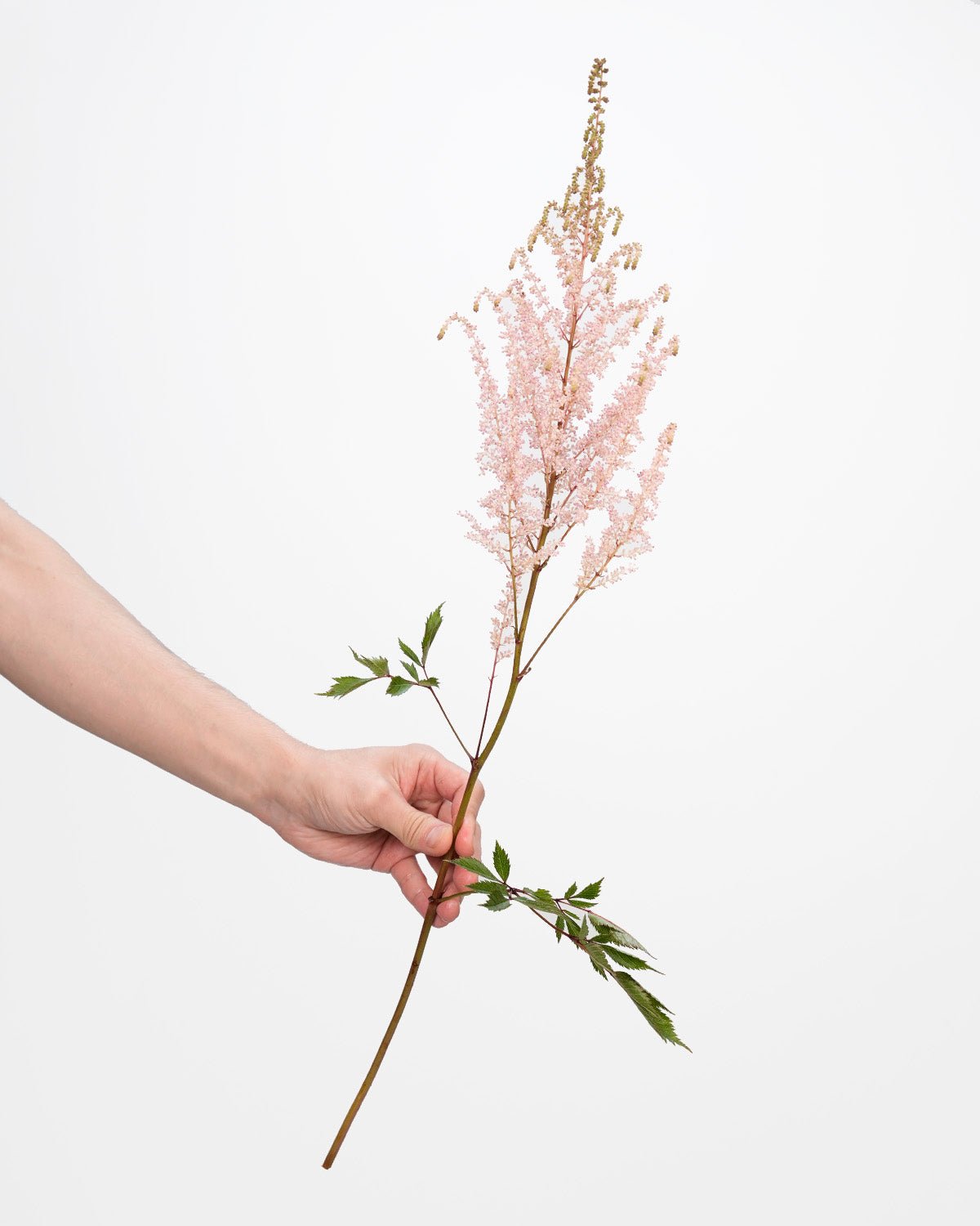 Astilbe Pink - 10 Stems - Laflora.ae
