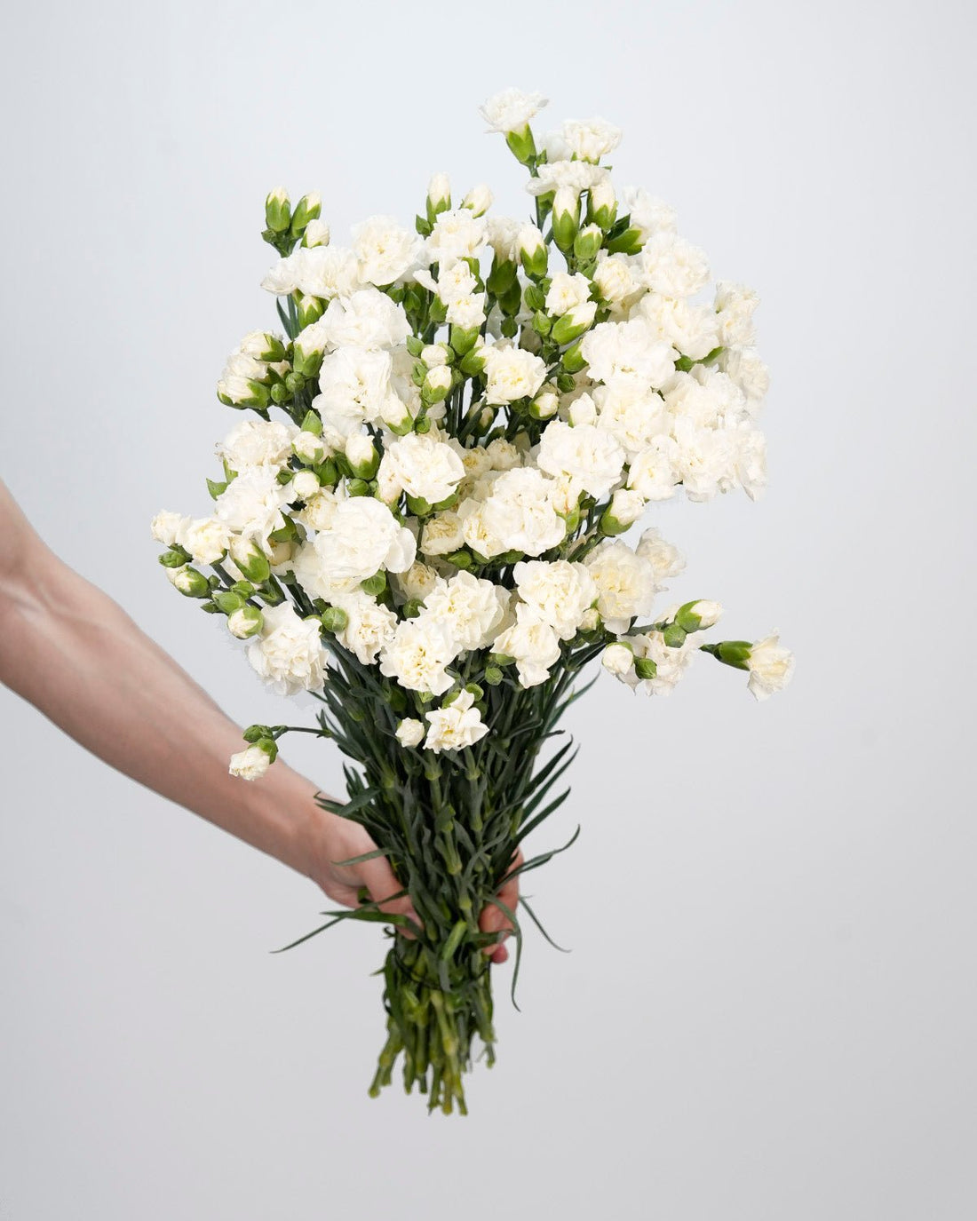 Spray Carnation White - 20 Stems - Laflora.ae