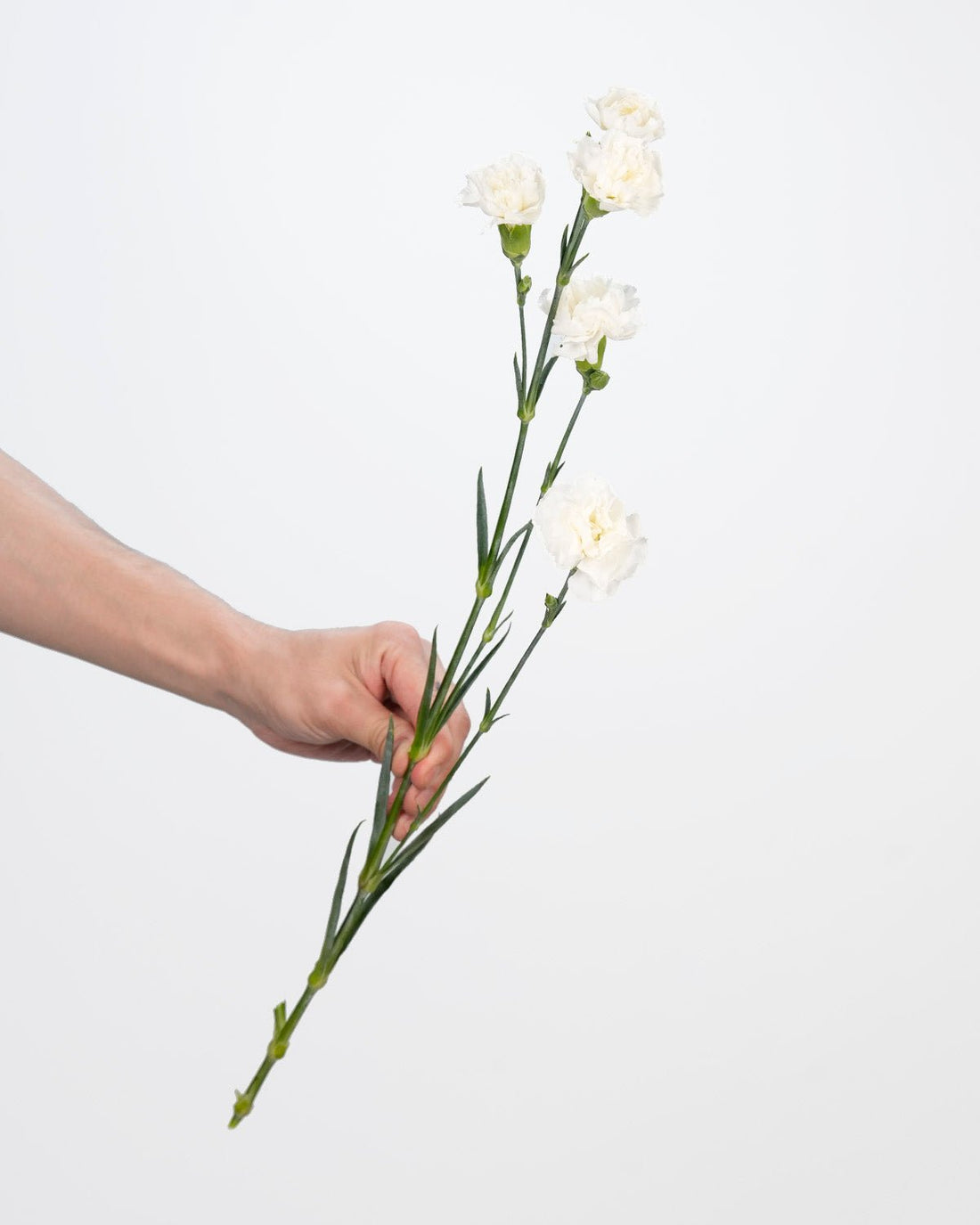 Spray Carnation White - 20 Stems - Laflora.ae