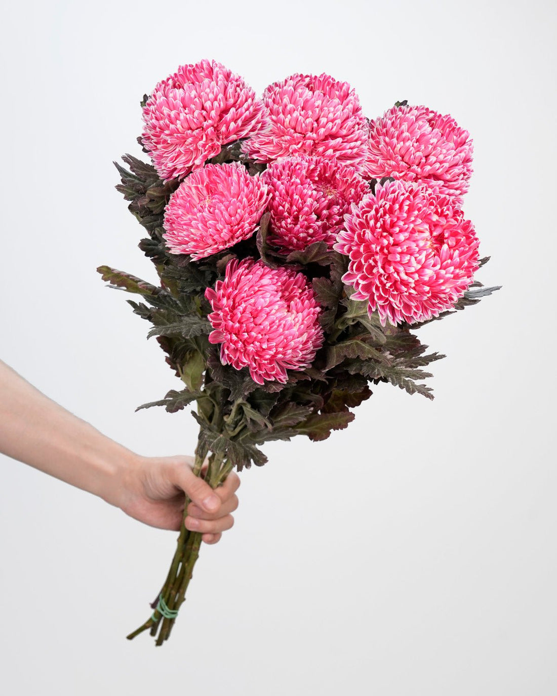Chrysanthemum Peony Pink - 5 Stems - Laflora.ae