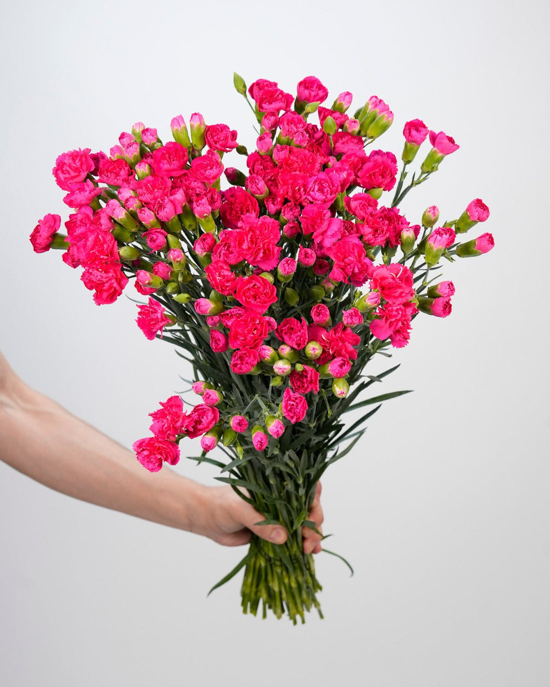 Spray Carnation Dark Pink - 20 Stems - Laflora.ae