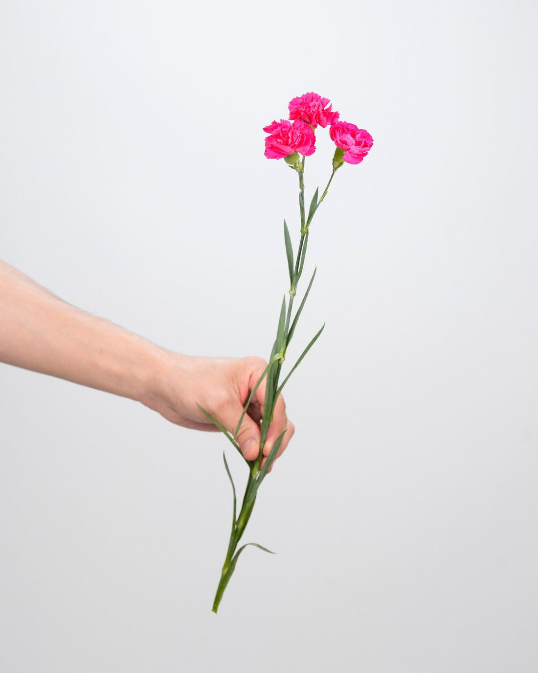 Spray Carnation Dark Pink - 20 Stems - Laflora.ae