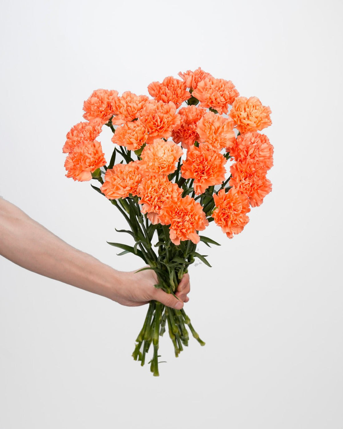 Carnation Salmon Orange - 20 Stems - Laflora.ae