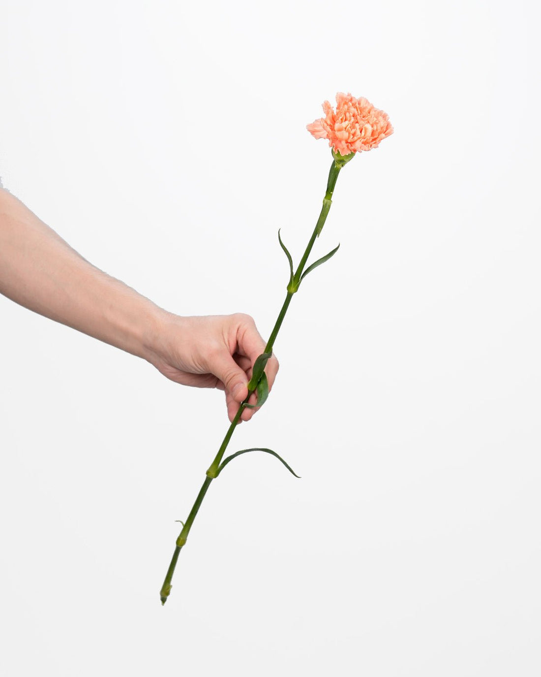 Carnation Salmon Orange - 20 Stems - Laflora.ae