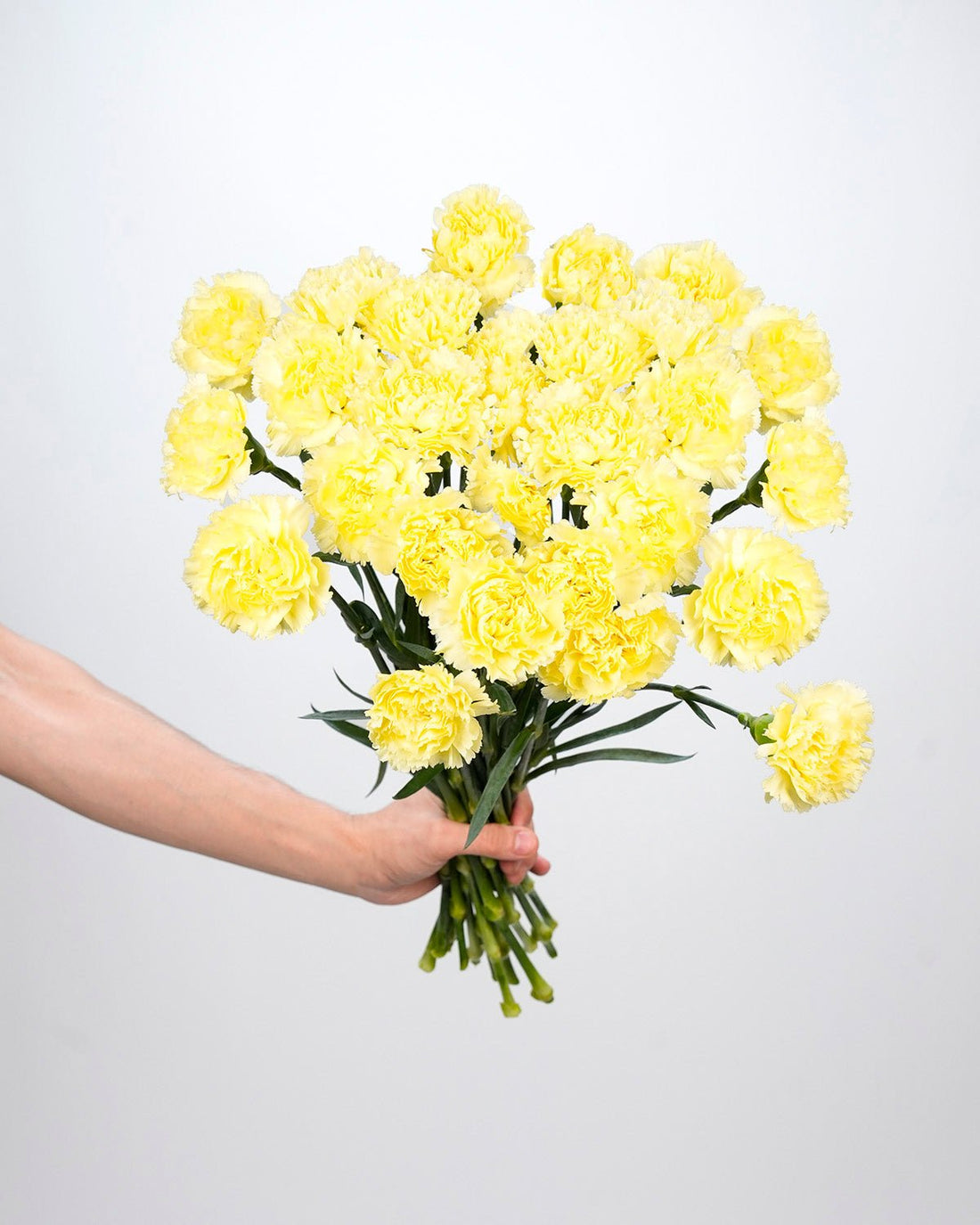 Carnation Light Yellow - 20 Stems - Laflora.ae