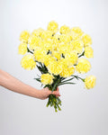 Carnation Light Yellow - 20 Stems - Laflora.ae